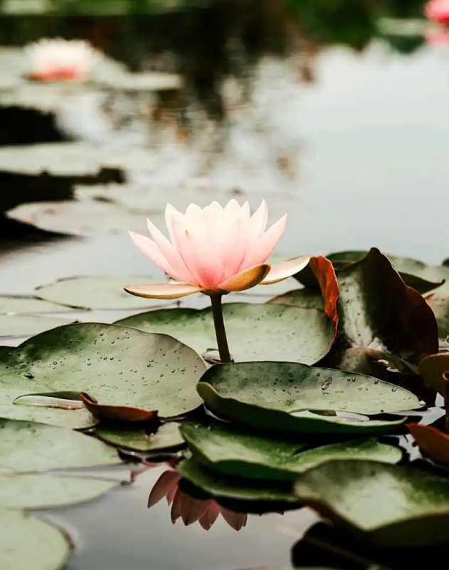 Kişisel Yönetimle Tetiklenmelerin Üstesinden Başarıyla Gelin