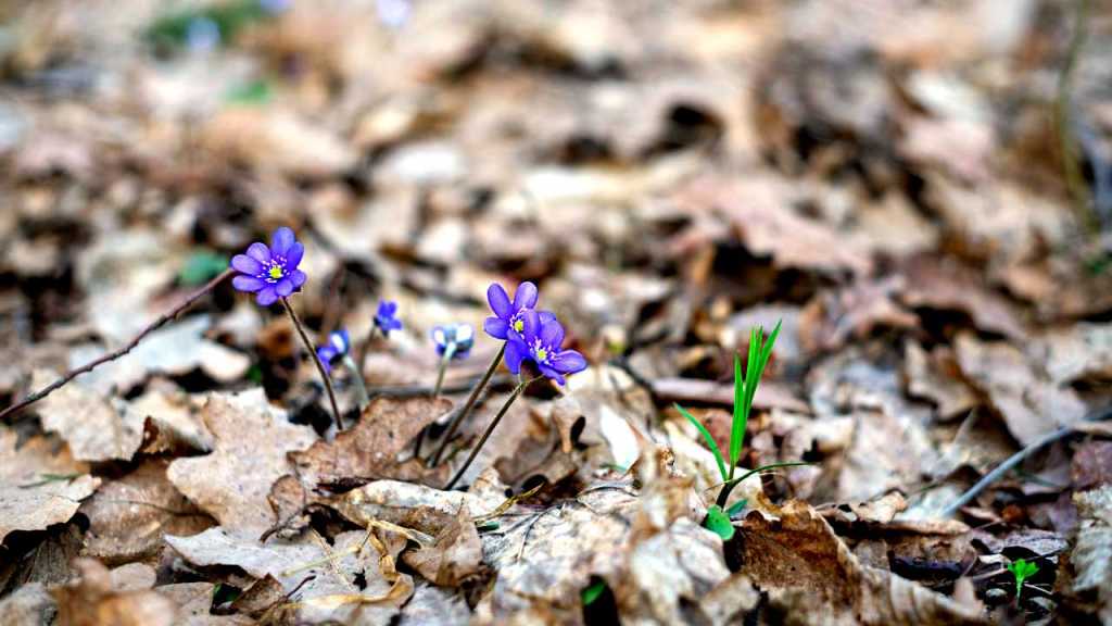 Yaşamın Farkındalık Hali: Zihnin Olma Moduna&nbsp;Geçiş