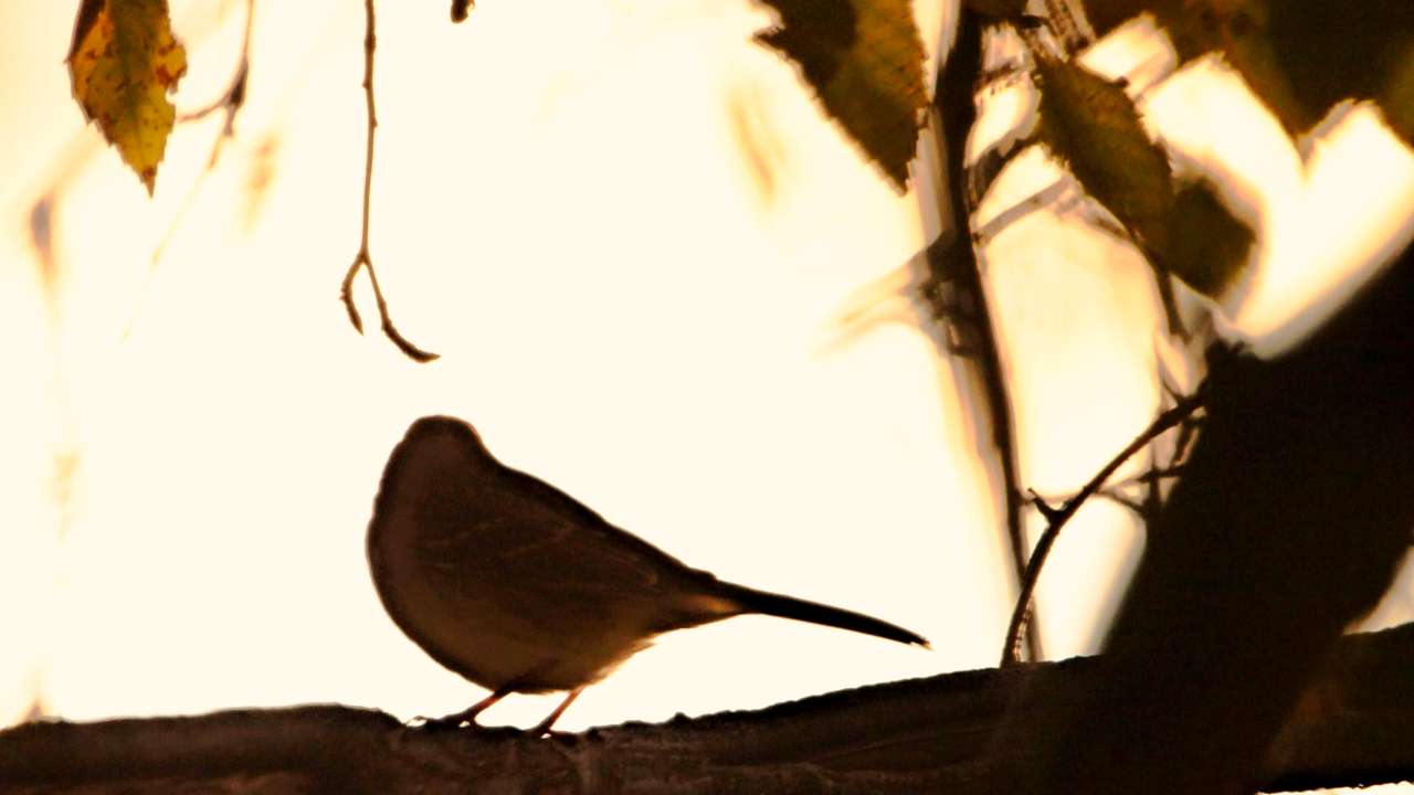 Beyin (Neden) Güvende Olmak İster